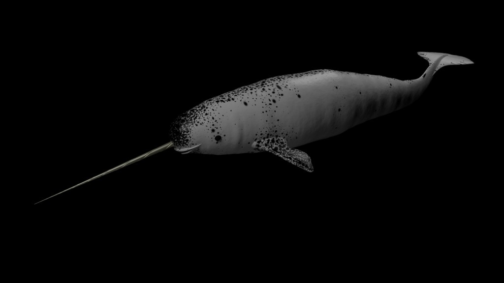 Narwhal, Textured and Rigged! preview image 2